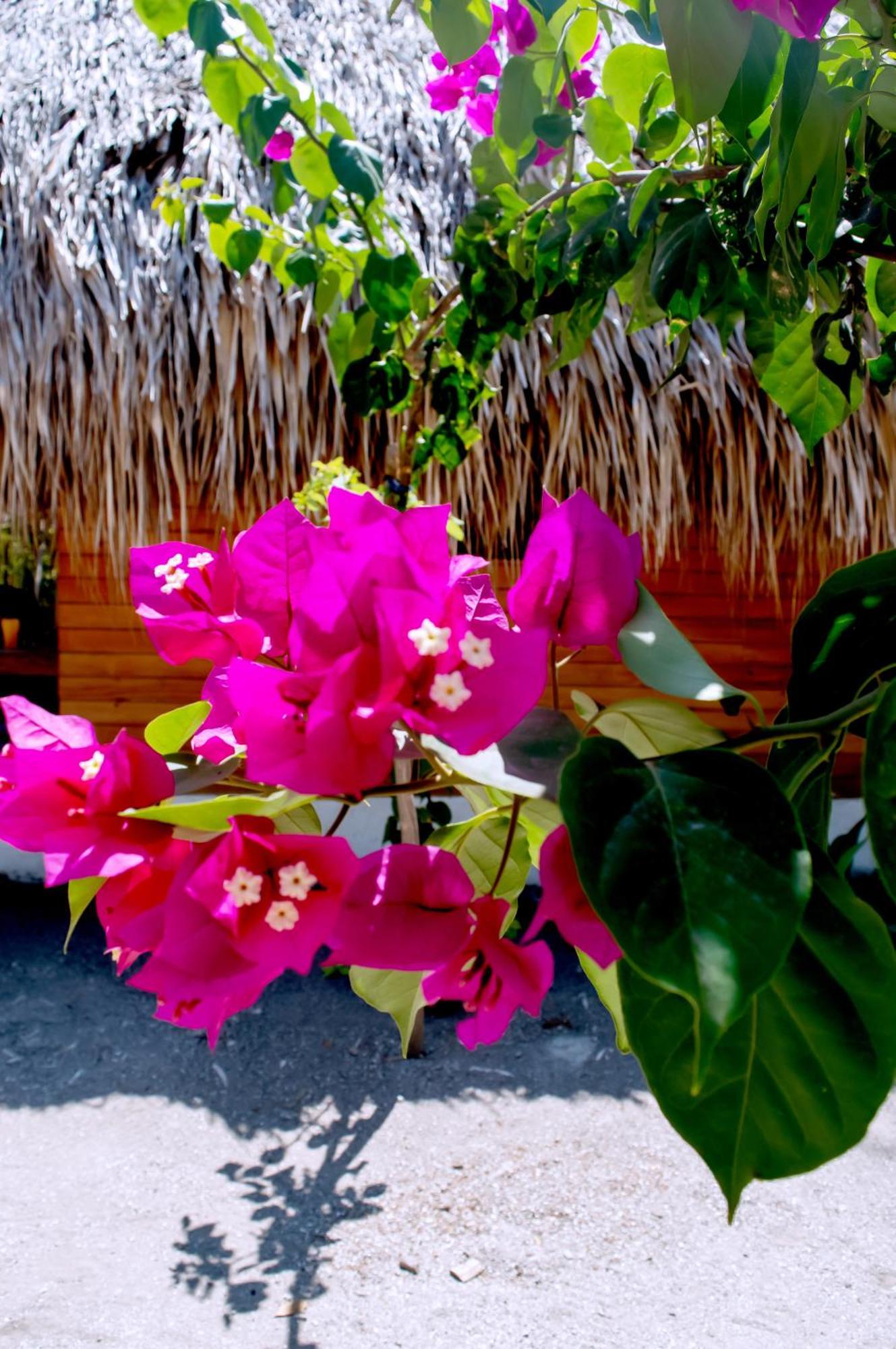 Palma Plata Islas Del Rosario Isla Grande  Exterior photo
